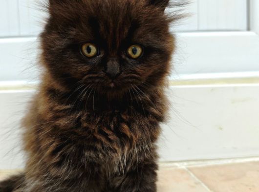 Safkan British Longhair Minnaklarim