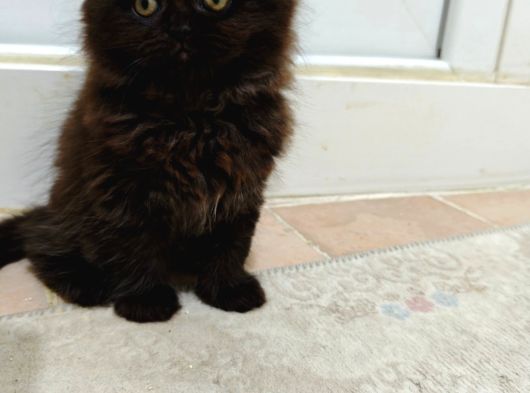 Safkan British Longhair Minnaklarim görsel