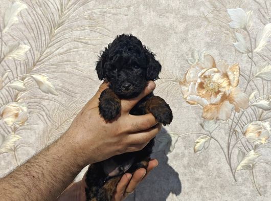 Tatli Mi Tatli Toy Poodle Bebekler görsel