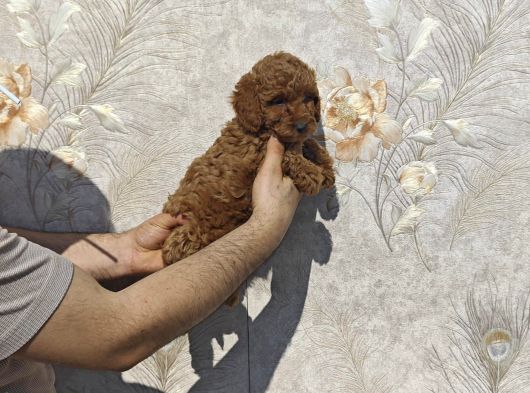Tatli Mi Tatli Toy Poodle Bebekler görsel