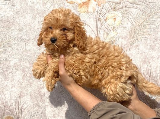 Tatli Mi Tatli Toy Poodle Bebekler