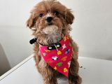 Poodle Ayarinda Maltipo  Minigimiz