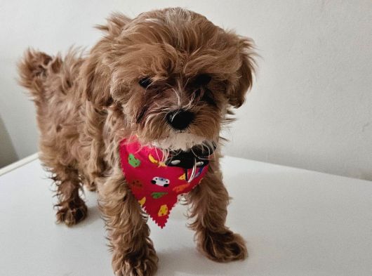 Poodle Ayarinda Maltipo  Minigimiz görsel