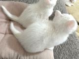 Mükemmel Güzellikte Beyaz British Shorthair Yavrularımız