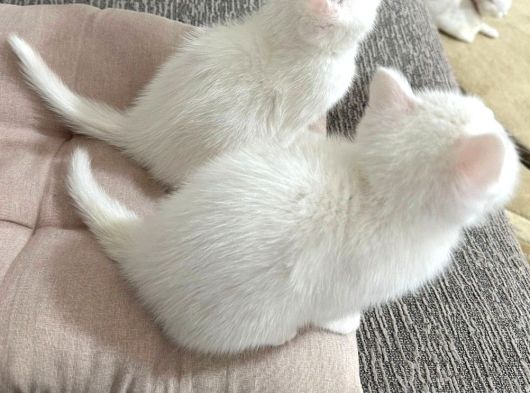 Mükemmel Güzellikte Beyaz British Shorthair Yavrularımız görsel