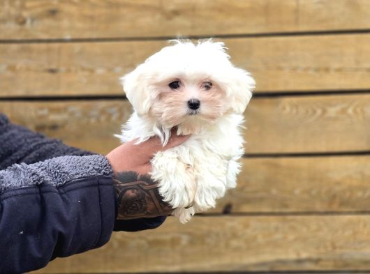 Güvenilir Üretim Çiftliğinden Maltese Terrier görsel