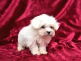 Ayıcık Surat Maltese Terrier Bebekler