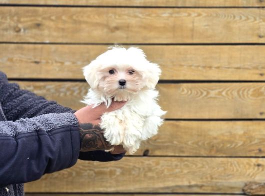 Güvenilir Üretim Çiftliğinden Maltese Terrier görsel