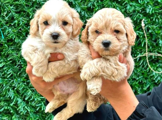 Malti̇poo Ci̇nsi̇ Yavrular Ev Üreti̇mi̇