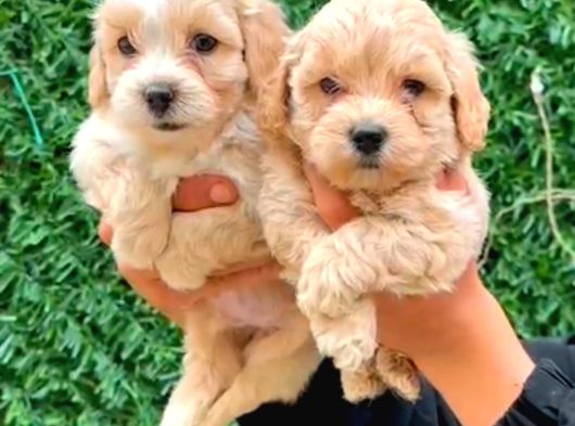 Malti̇poo Ci̇nsi̇ Yavrular Ev Üreti̇mi̇ görsel