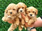 Malti̇poo Ci̇nsi̇ Yavrular Ev Üreti̇mi̇