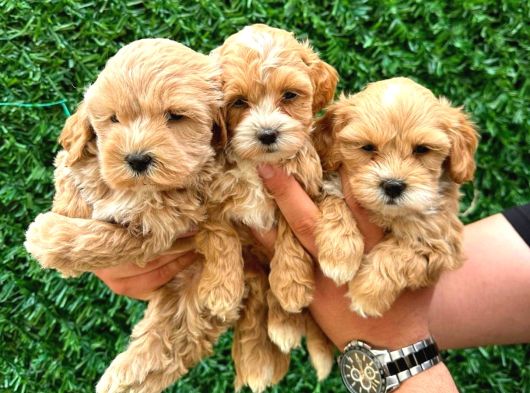 Malti̇poo Ci̇nsi̇ Yavrular Ev Üreti̇mi̇ görsel