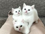 Mükemmel Güzellikte Beyaz British Shorthair Yavrularımız