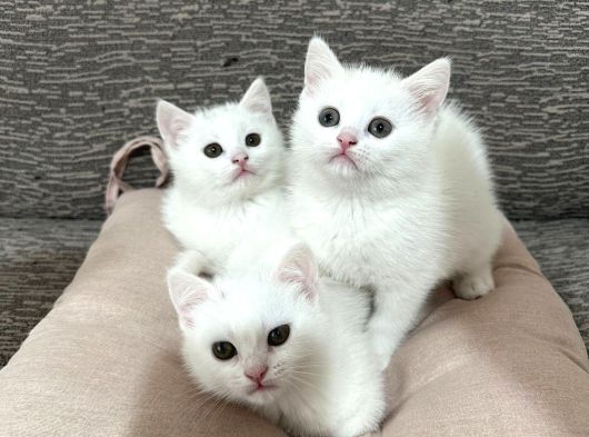 Mükemmel Güzellikte Beyaz British Shorthair Yavrularımız görsel