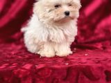 Oyuncak Bebek Görünümünde Maltese Terrier