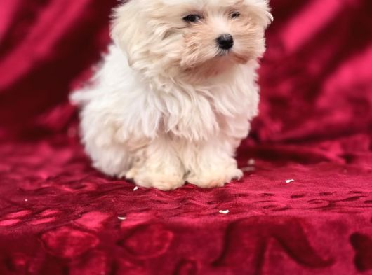 Oyuncak Bebek Görünümünde Maltese Terrier görsel