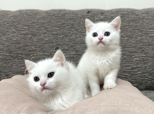 Mükemmel Güzellikte Beyaz British Shorthair Yavrularımız görsel