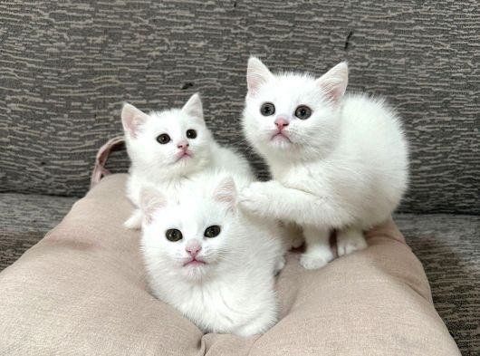 Mükemmel Güzellikte Beyaz British Shorthair Yavrularımız