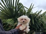 Güvenilir Üretim Çiftliğinden Maltese Terrier
