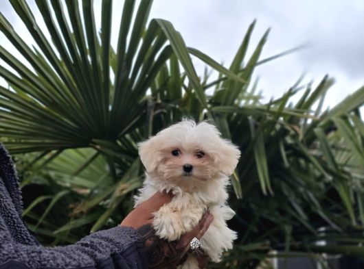 Güvenilir Üretim Çiftliğinden Maltese Terrier görsel