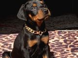 Eğitimli Doberman yavrular