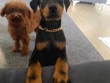 Eğitimli Doberman Yavrular