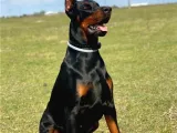 Eğitimli Doberman Yavrular
