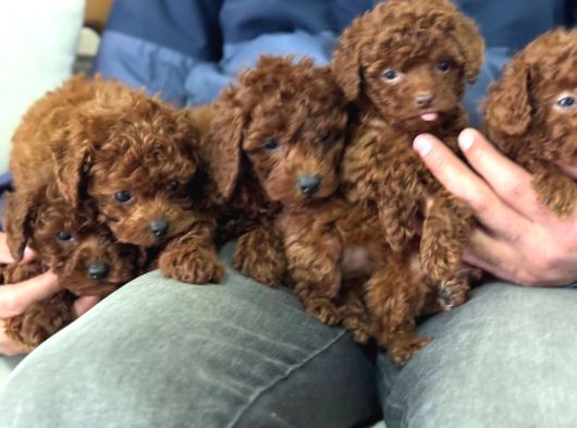 Petmode Köpek Çiftliğinde Ziyarete Açık Toy Poodle görsel