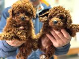 Petmode Köpek Çiftliğinde Ziyarete Açık Toy Poodle