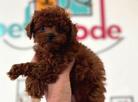 Petmode Köpek Çiftliğinde Ziyarete Açık Toy Poodle görsel