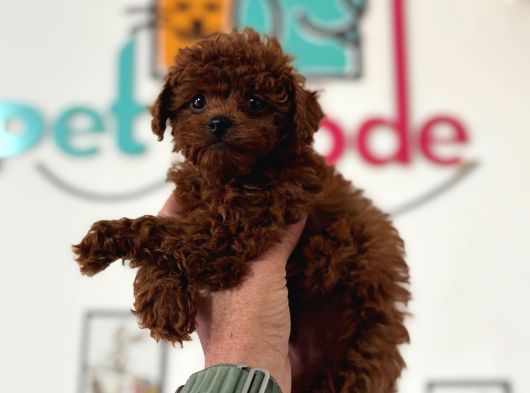 Petmode Köpek Çiftliğinde Ziyarete Açık Toy Poodle görsel