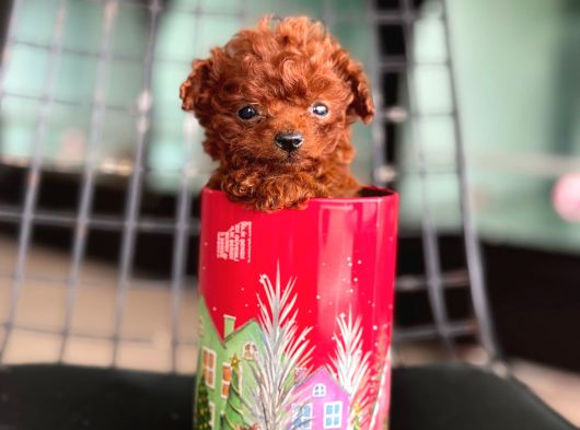Ankarada Micro tea cup kore poodle yavrumuz ziyarete açık