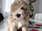 İstanbul 2 Aylık Maltipoo Yavrularımız