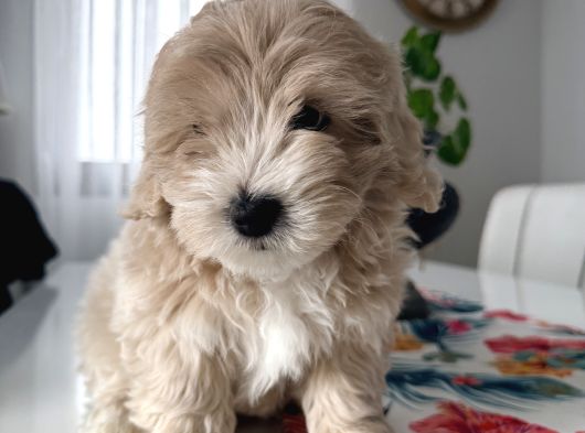 İstanbul 2 Aylık Maltipoo Yavrularımız görsel