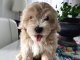 İstanbul 2 Aylık Maltipoo Yavrularımız