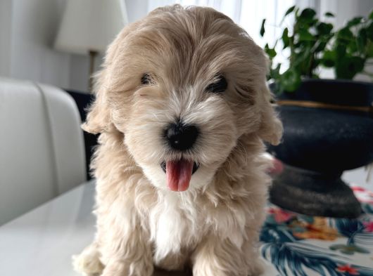 İstanbul 2 Aylık Maltipoo Yavrularımız görsel