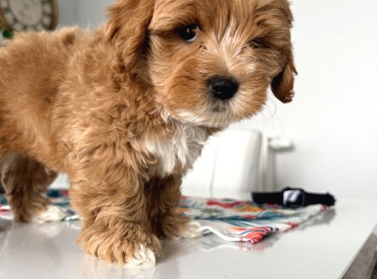 İstanbul 2 Aylık Maltipoo Yavrularımız