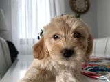 İstanbul 2 Aylık Maltipoo Yavrularımız