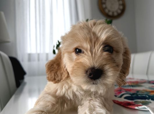 İstanbul 2 Aylık Maltipoo Yavrularımız görsel