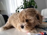 İstanbul 2 Aylık Maltipoo Yavrularımız