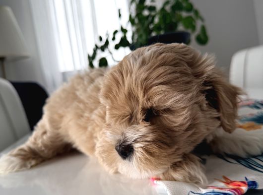 İstanbul 2 Aylık Maltipoo Yavrularımız görsel