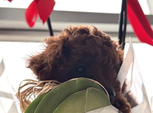 Kore Toy Poodle Dişi Yavrular görsel