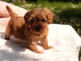 Kore Maltipoo Yavrular