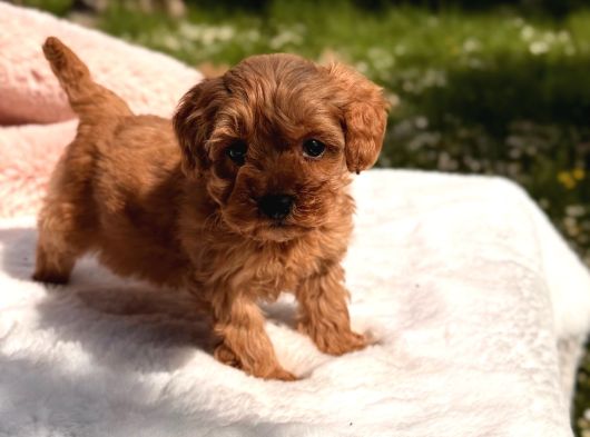 Kore Maltipoo Yavrular görsel