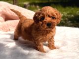 Kore Maltipoo Yavrular