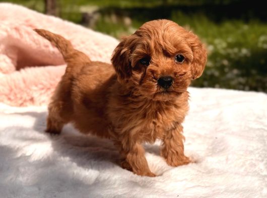 Kore Maltipoo Yavrular görsel