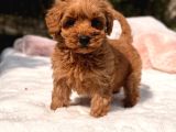 Kore Maltipoo Yavrular