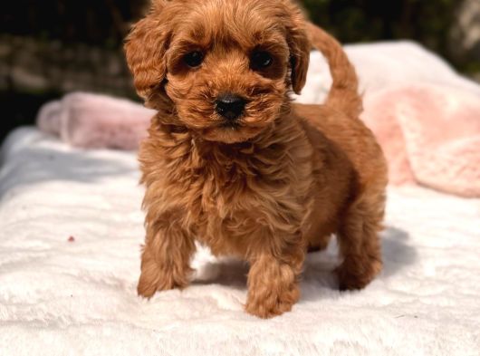Kore Maltipoo Yavrular görsel