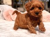 Kore maltipoo yavrular