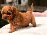 Kore Maltipoo Yavrular